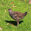 Black-tailed Native-hen Chick