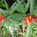 Scarlet milkweed
