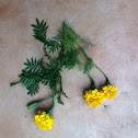 Marigold (Asteraceae - Sun Flower Family)