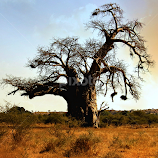 Boabab tree by Pieter J de Villiers -  