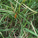 Tiny Orange Moth