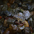Rain Toad