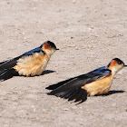Swallow, Red-rumped Swallow