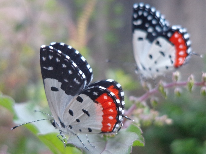 Red Pierrot - Adult and Caterpillar