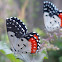 Red Pierrot - Adult and Caterpillar
