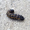 Orange-striped oakworm