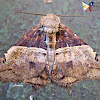 Noctuid Moth