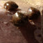 Kudzu Bug (Bean Plataspid)