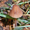 Cogumelo - Mushroom
