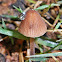 Cogumelo - Mushroom