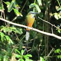 Turquoise-browed Motmot