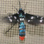 Polka dotted wasp moth