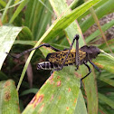 Lubber grasshoper