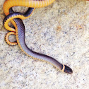Ring-Necked Snake