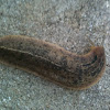 Florida  Leatherleaf Slug