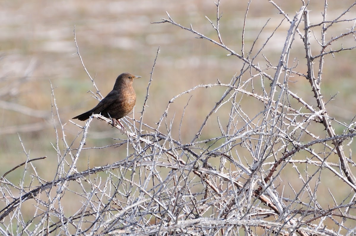 female Blackbird, mirlo hembra