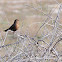 female Blackbird, mirlo hembra