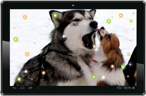 【免費個人化App】Dog Love Top live wallpaper-APP點子