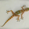 Egyptian Fan-toed Gecko