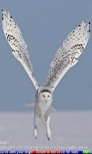 Wild Animals of the Arctic Screenshots 2
