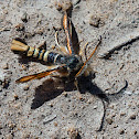 unknown moth (wasp mimic)