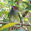 Australasian Figbird (male)