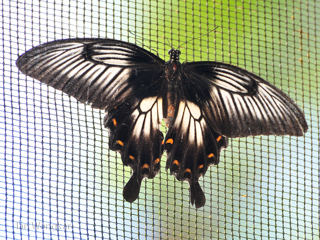 Ascalaphus Swallowtail