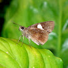 Skipper Butterfly