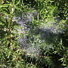 Spider web covered in water droplets