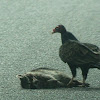 Turkey Vulture / Buzzard