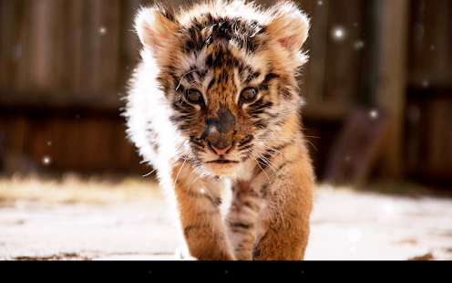download Little Tiger Live Wallpaper free