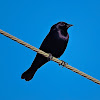 Graúna(Chopi Blackbird)