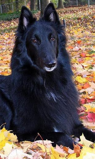 Belgian Sheepdog Puzzle