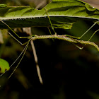 Stick Insect, Phasmid - Nymph/Juvenile