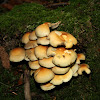 Sulphur Tuft