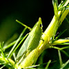 Green planthopper
