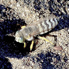 Sand Wasp