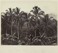 Pisang, Kapok, Bamboe & Kokospalmen