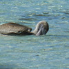 Brown Pelican