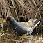 Common Moorhen