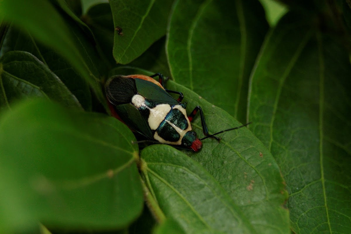 Florida predatory stink bug Female