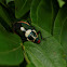 Florida predatory stink bug Female