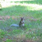 Eastern Gray Squirrel 