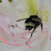 Vosnensensky Bumblebee