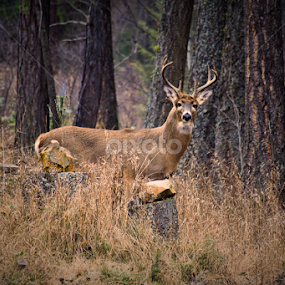 Whitetail Buck by Denise Johnson - Animals Other