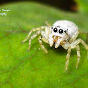 White Jumping Spider