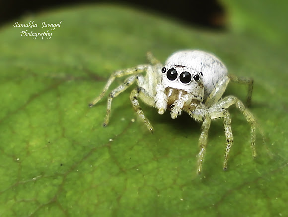 pale jumping spider