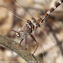 Stream Cruiser dragonfly (male)