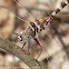 Stream Cruiser dragonfly (male)