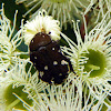 Brown Flower Beetle